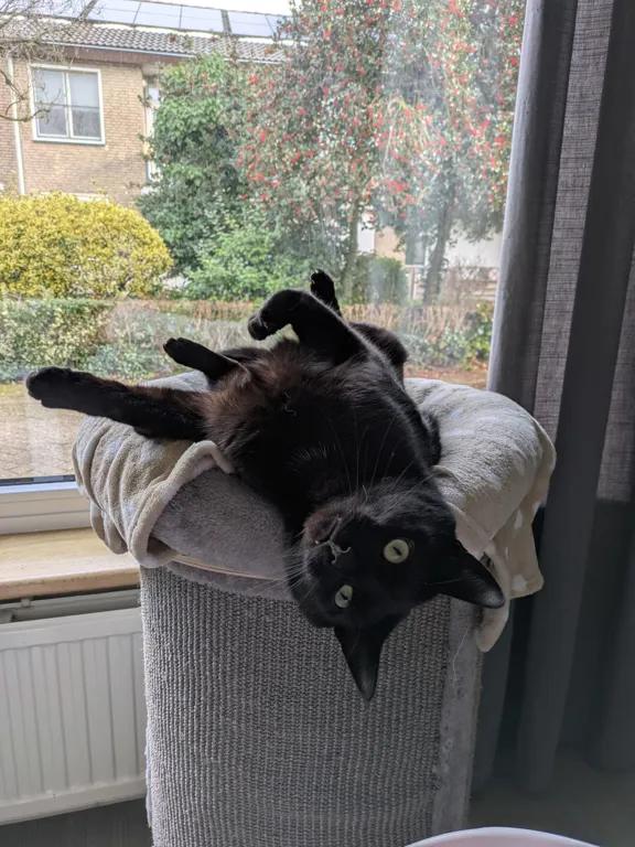 kat