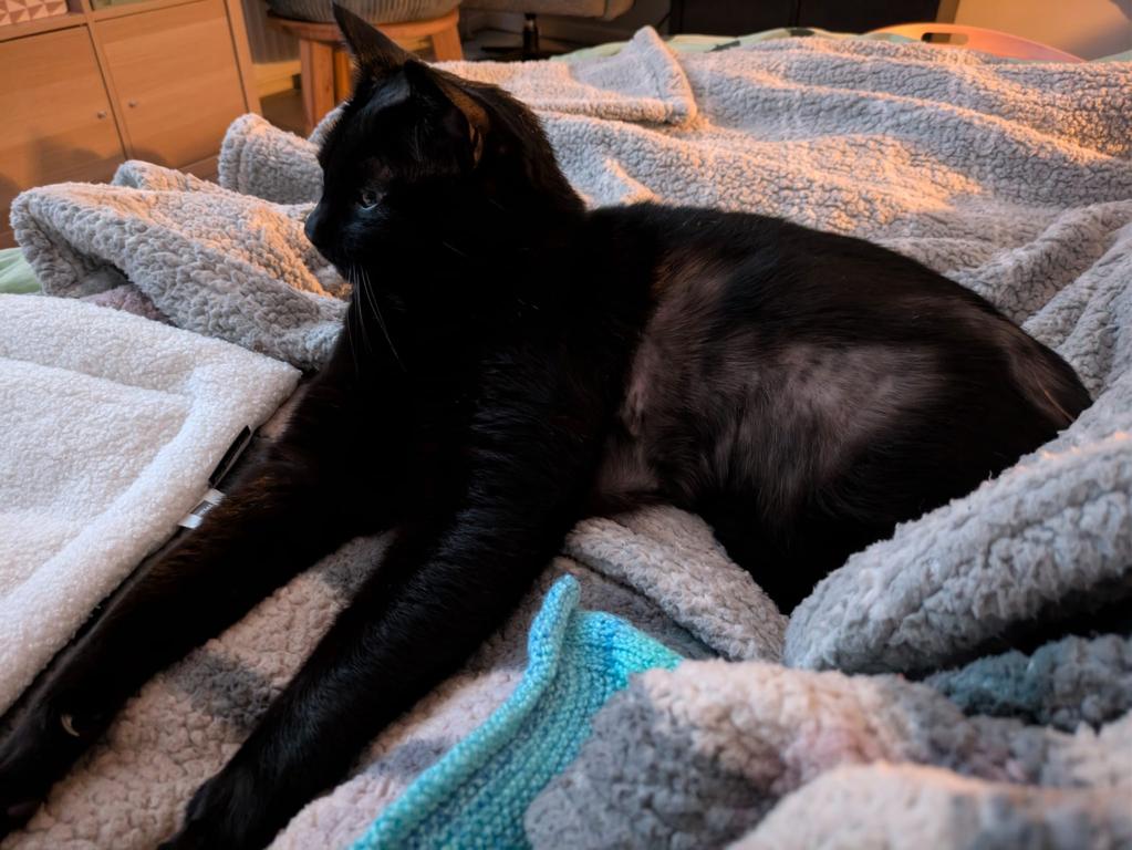 kat