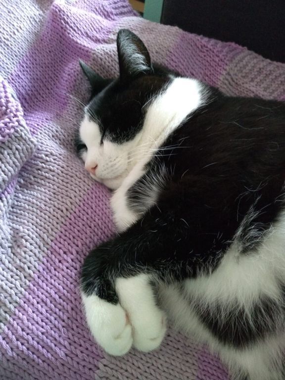 kat