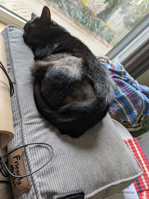 kat