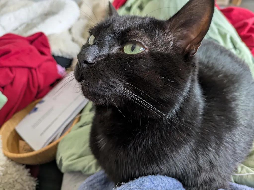 kat