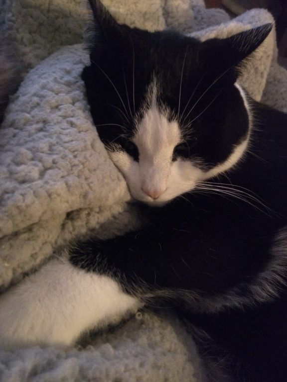 kat