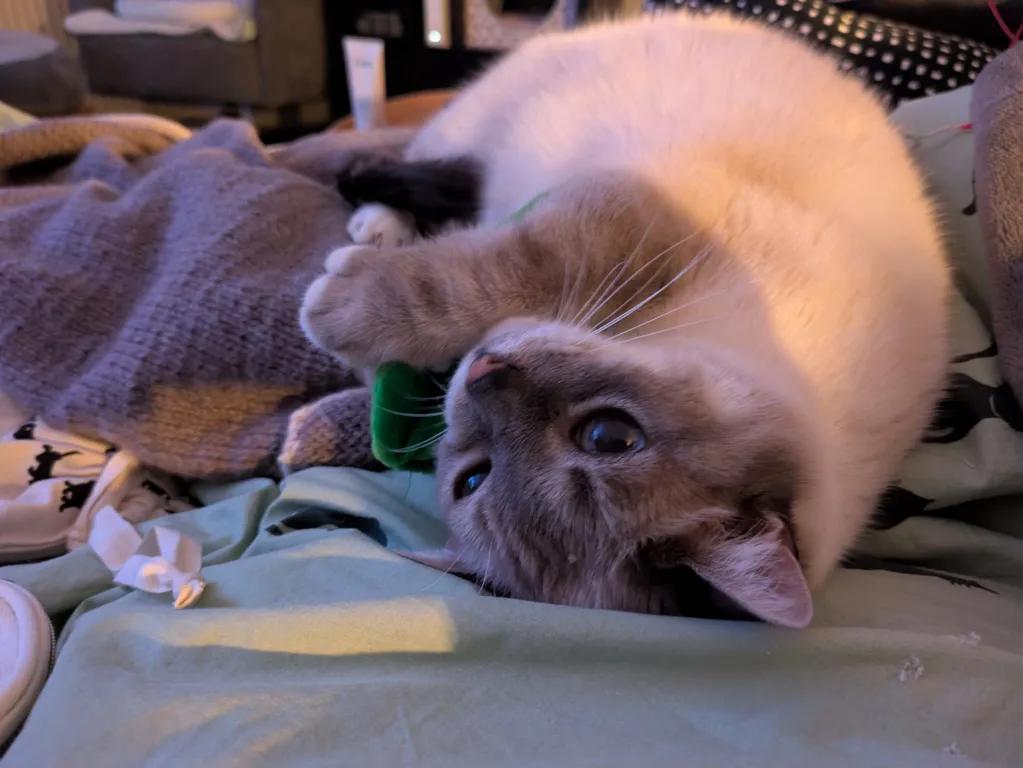 kat