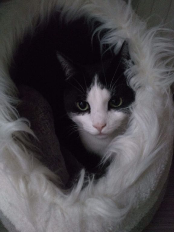 kat