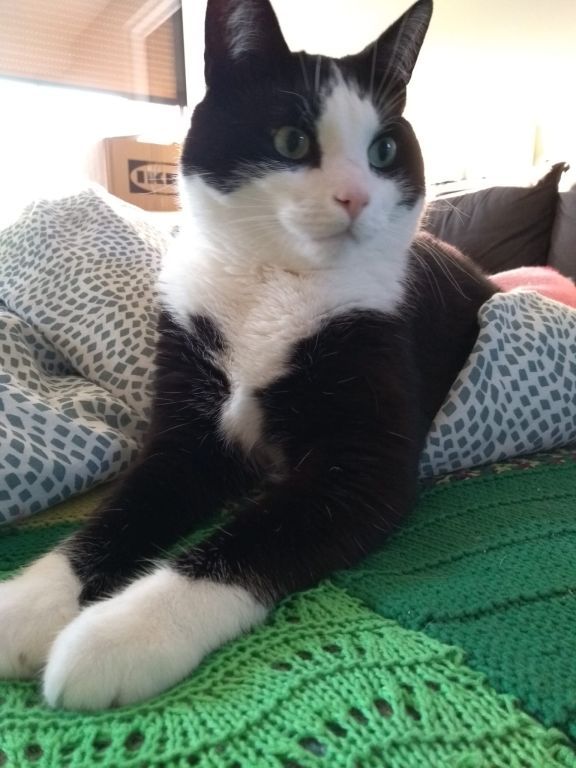 kat