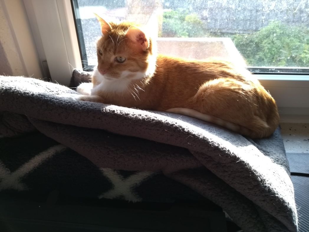 kat