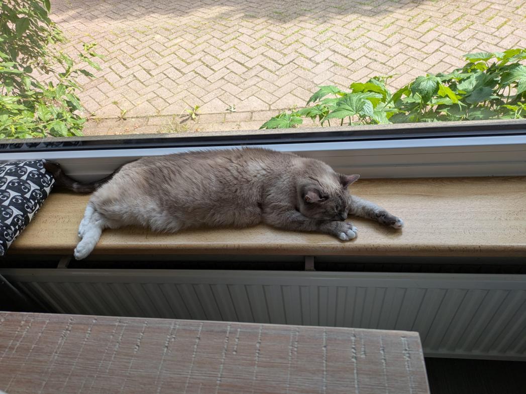 kat