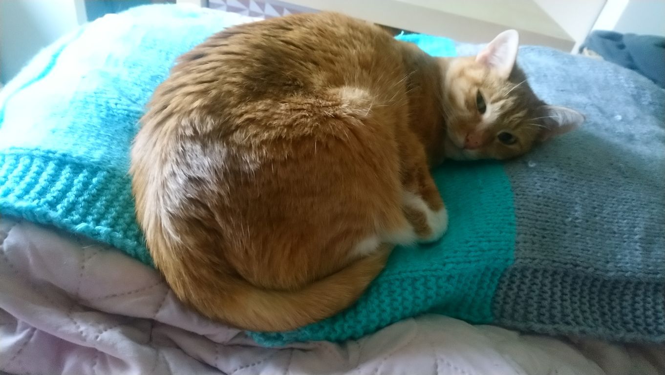 kat