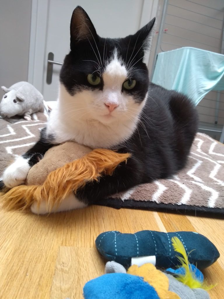 kat