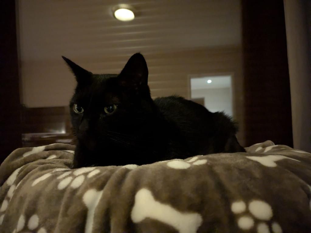 kat