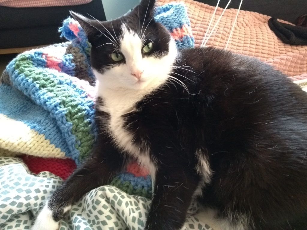 kat
