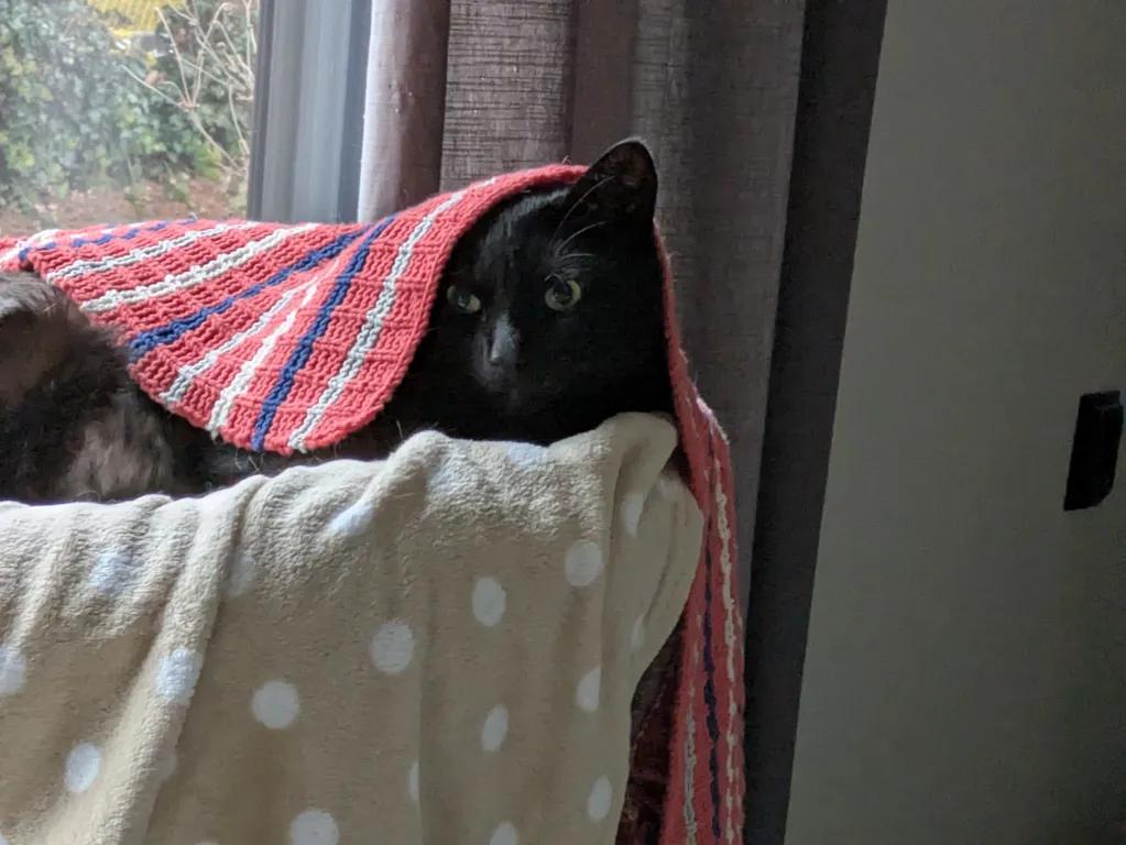 kat