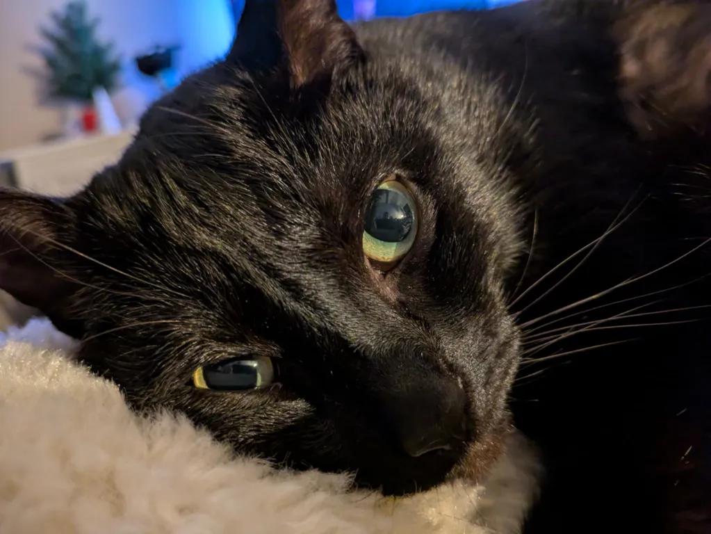 kat