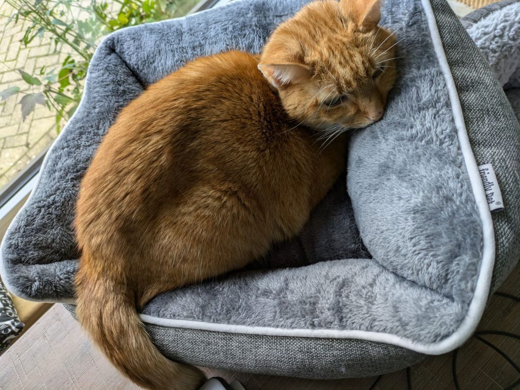 kat