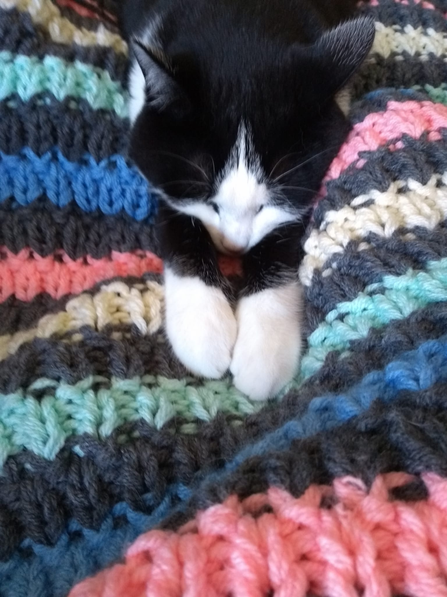 kat