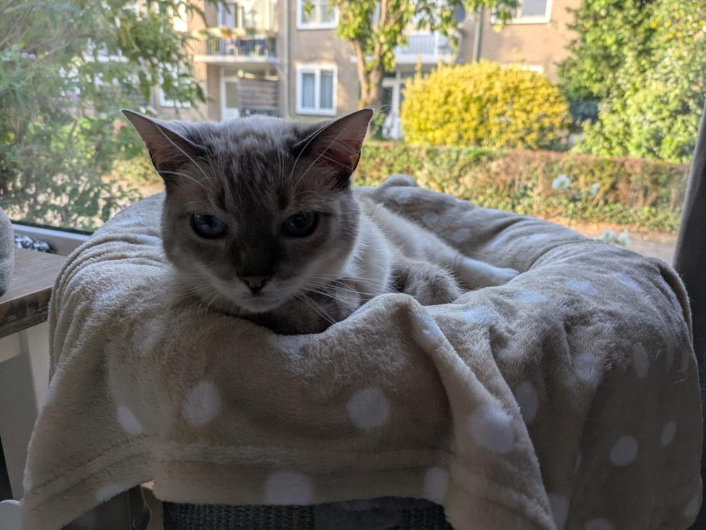 kat
