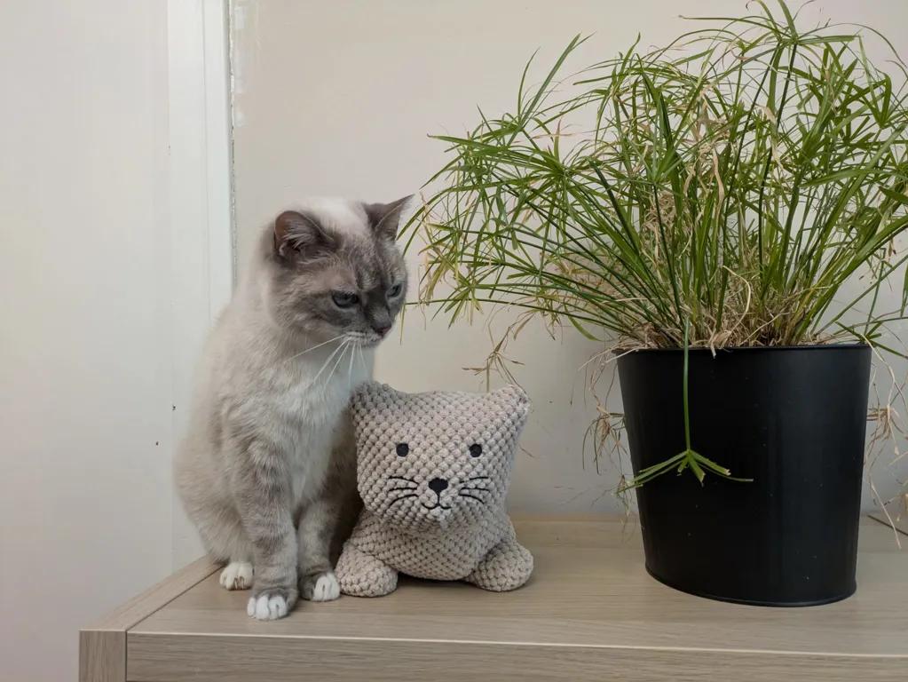 kat
