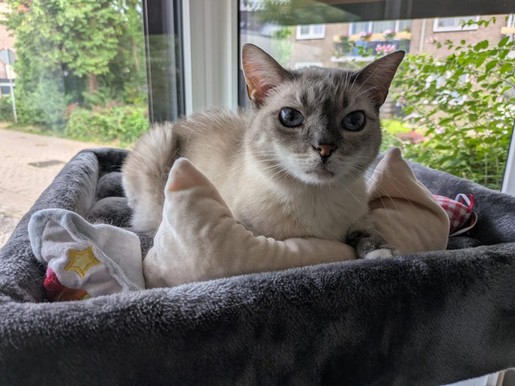 kat