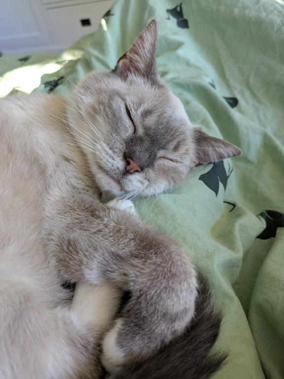 kat