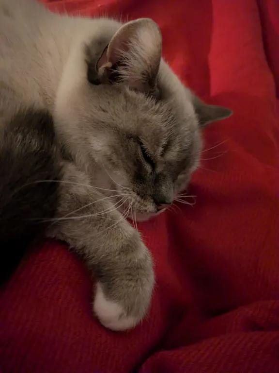 kat