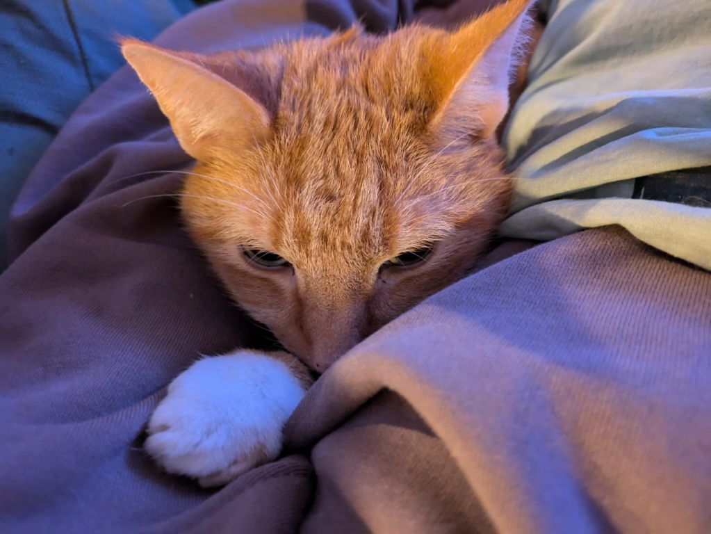 kat
