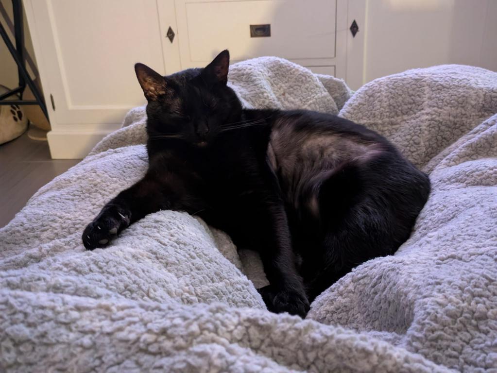 kat