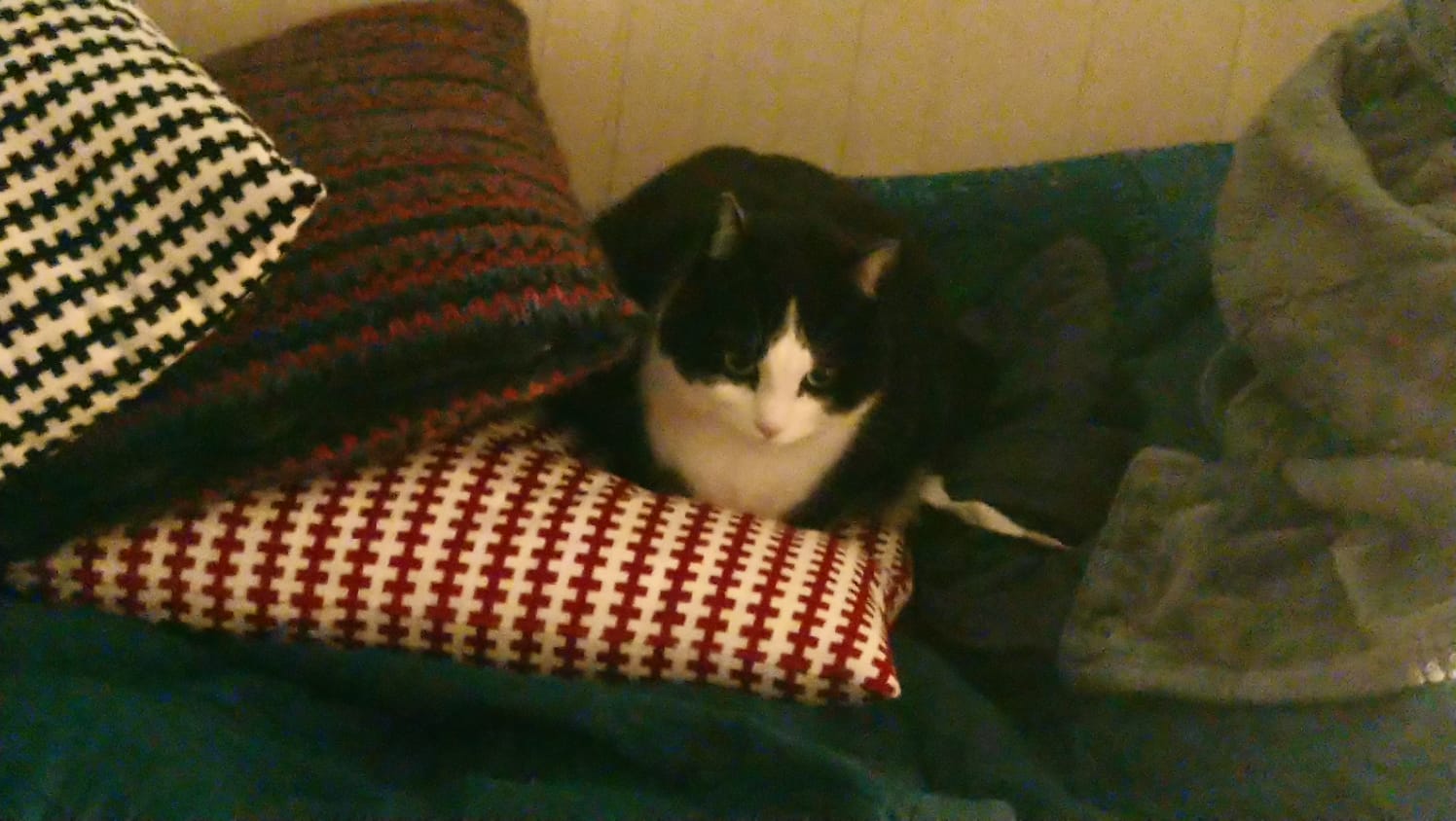 kat