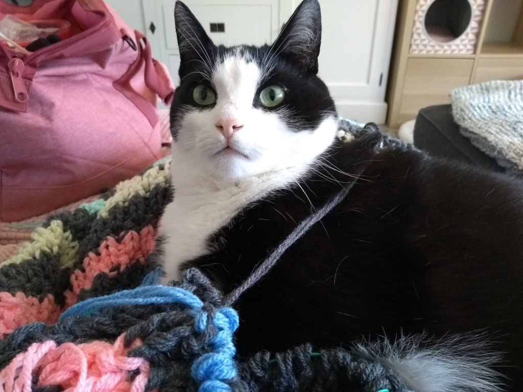 kat