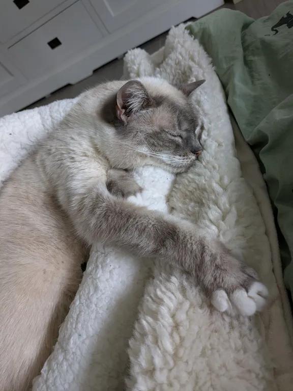 kat