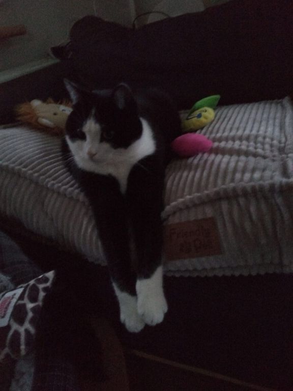 kat
