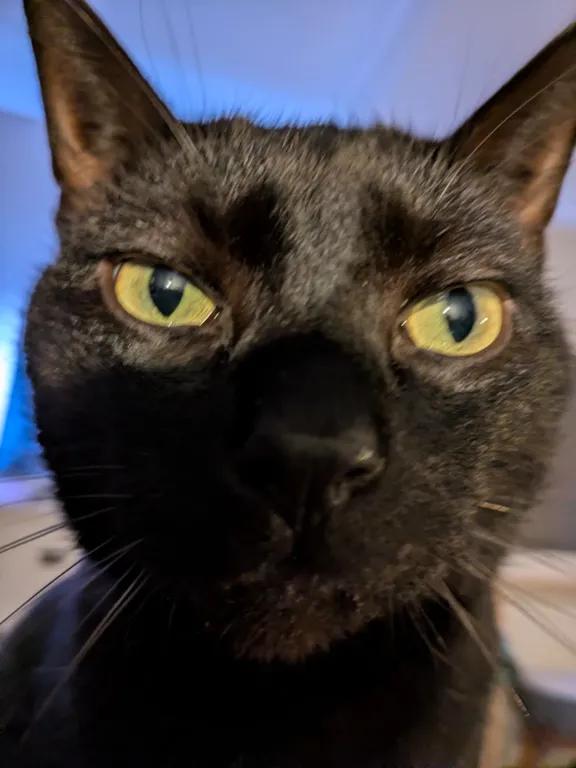 kat