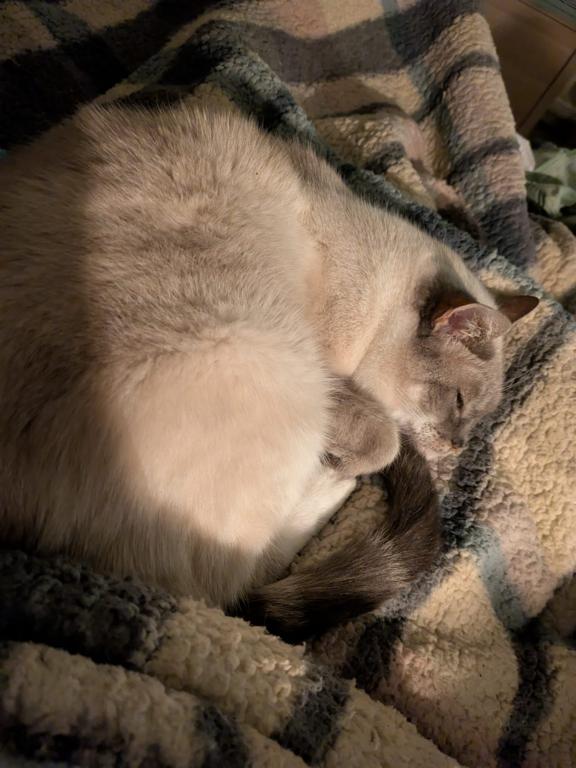 kat