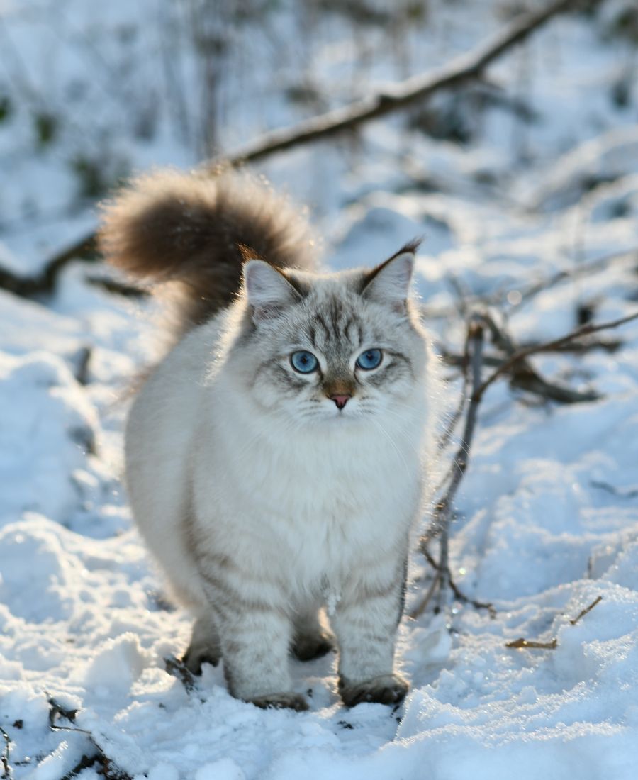 Cassia of Shyn Royale*Ro