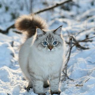 Cassia of Shyn Royale*Ro