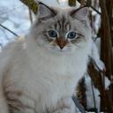 Cassia of Shyn Royale*Ro