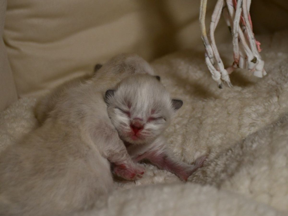 Caring for our kittens from day one