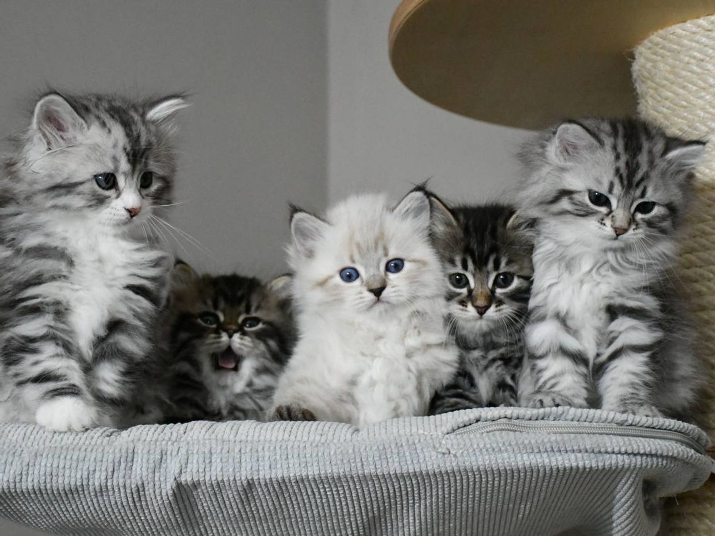 Litter B 1