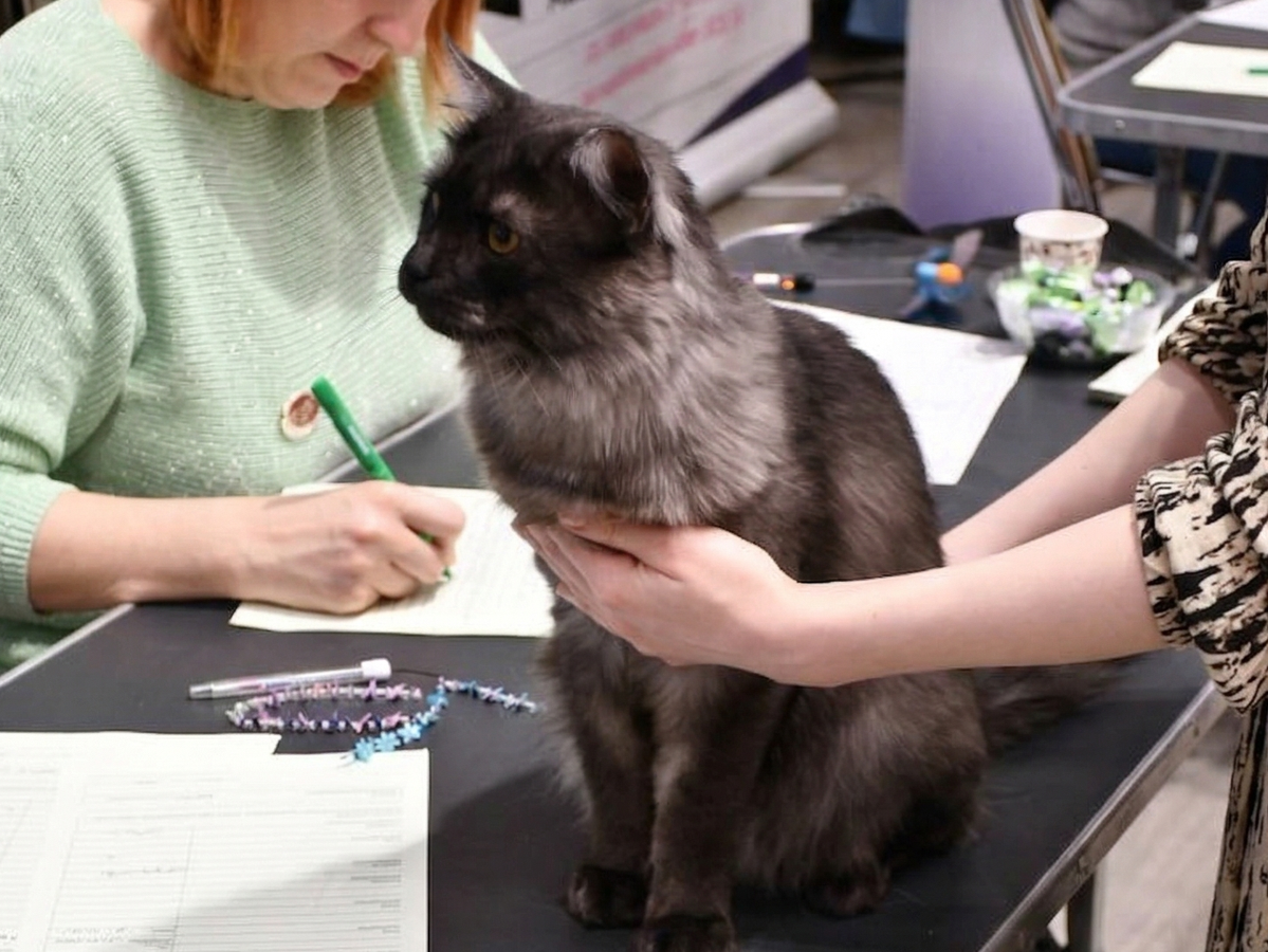 Cat Shows