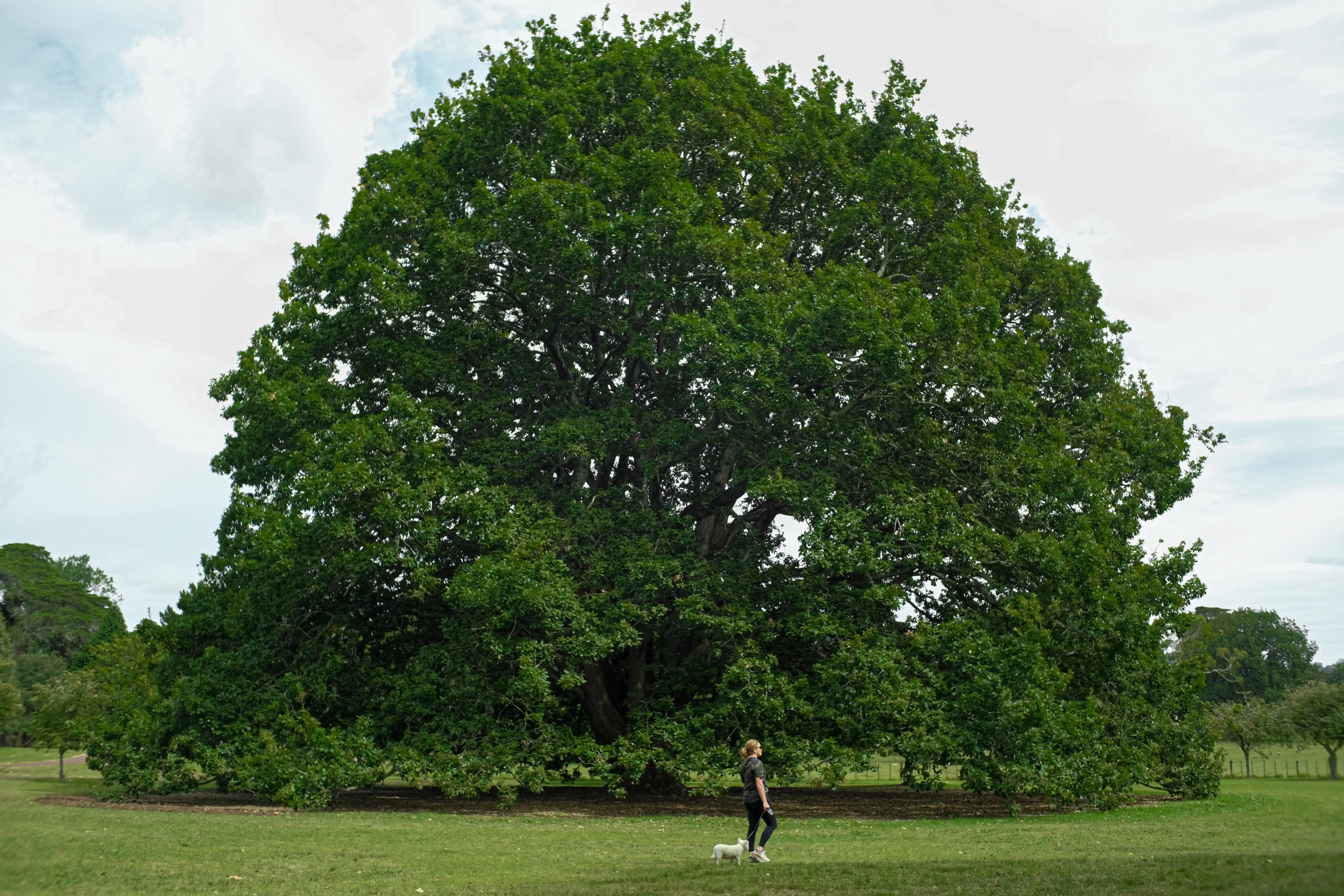 Cornwall Park
