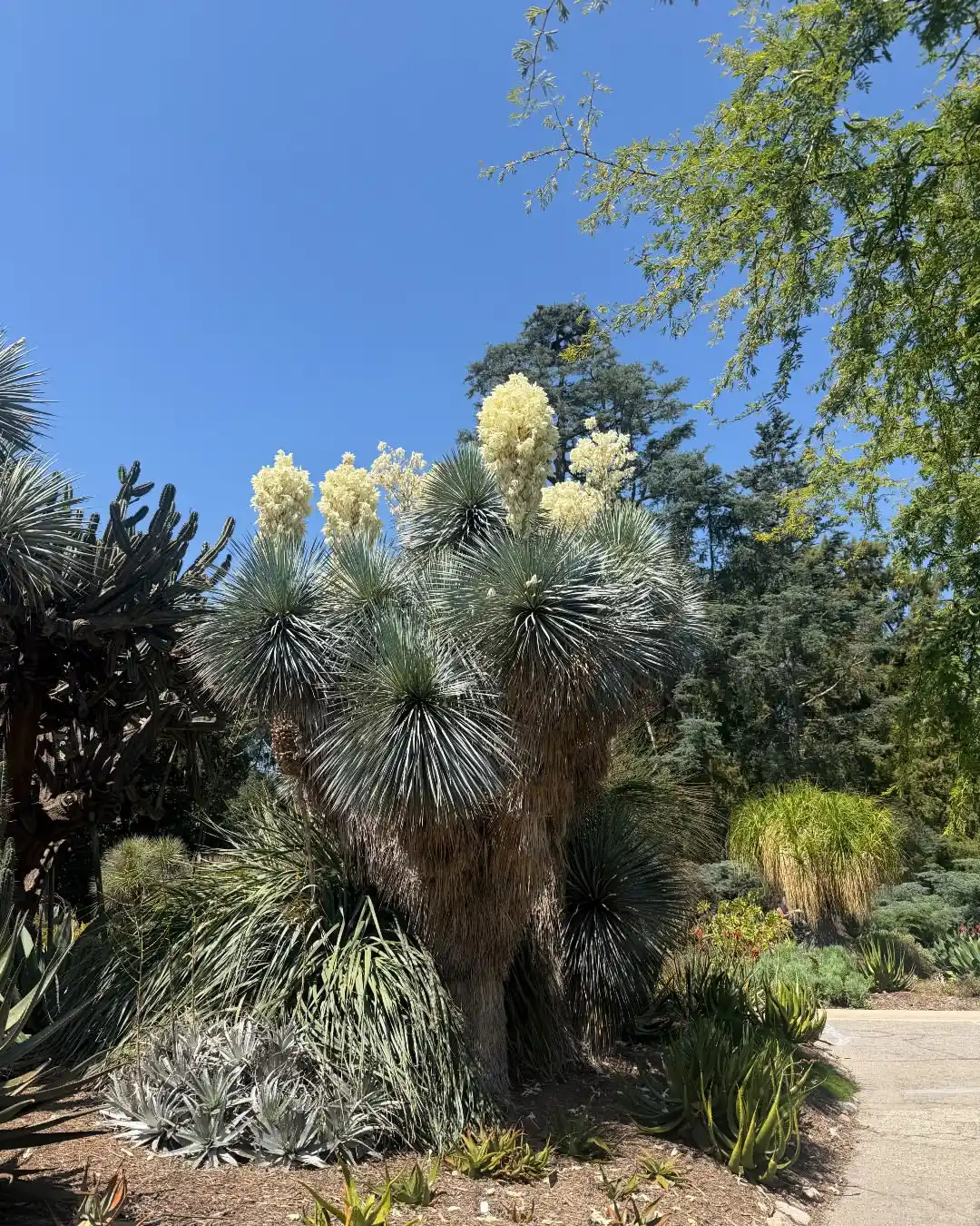 The Huntington Library