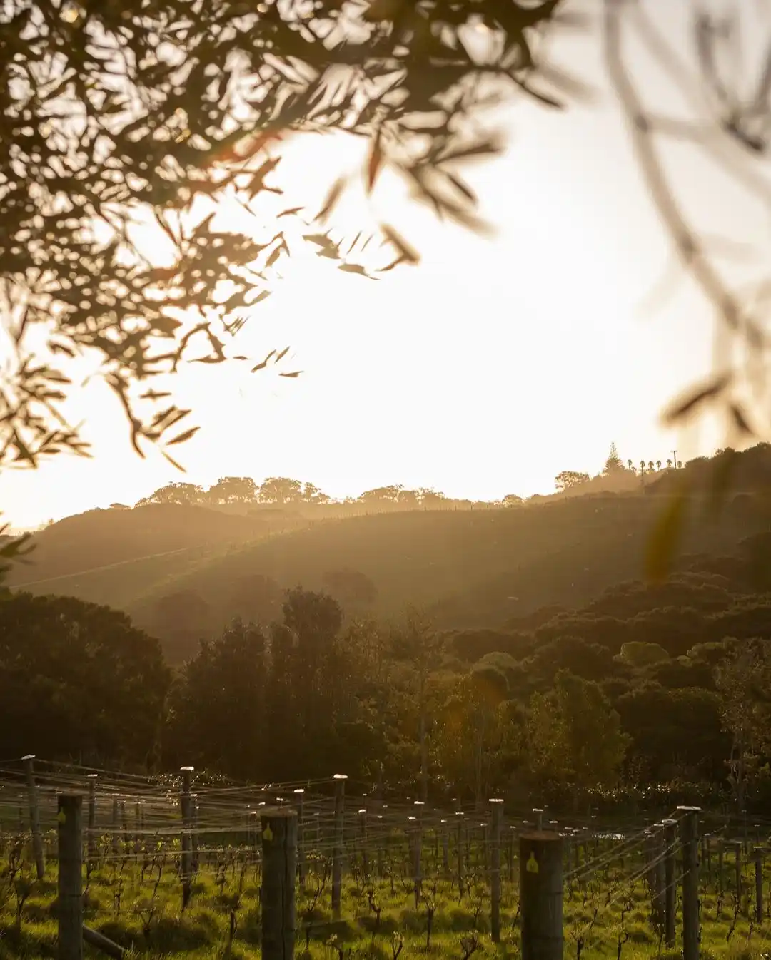 Cable Bay Vineyard