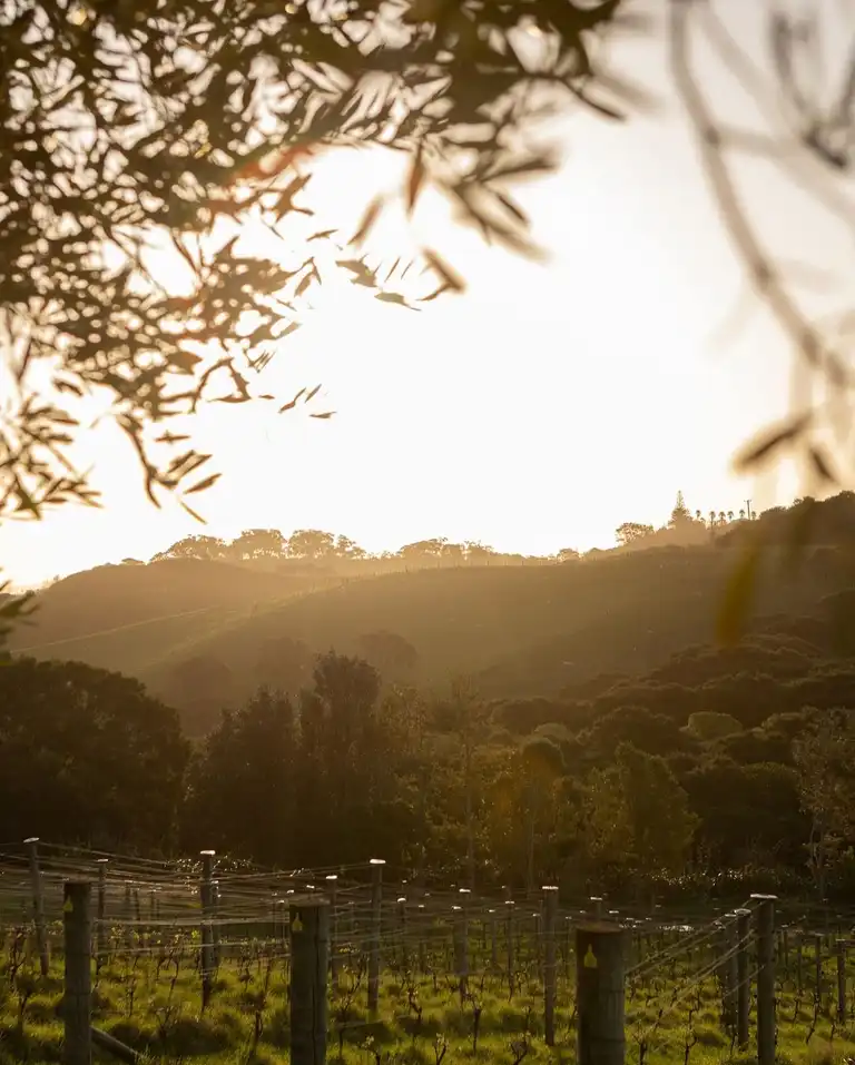 Cable Bay Vineyard