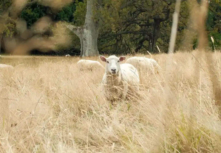 Cornwall Park