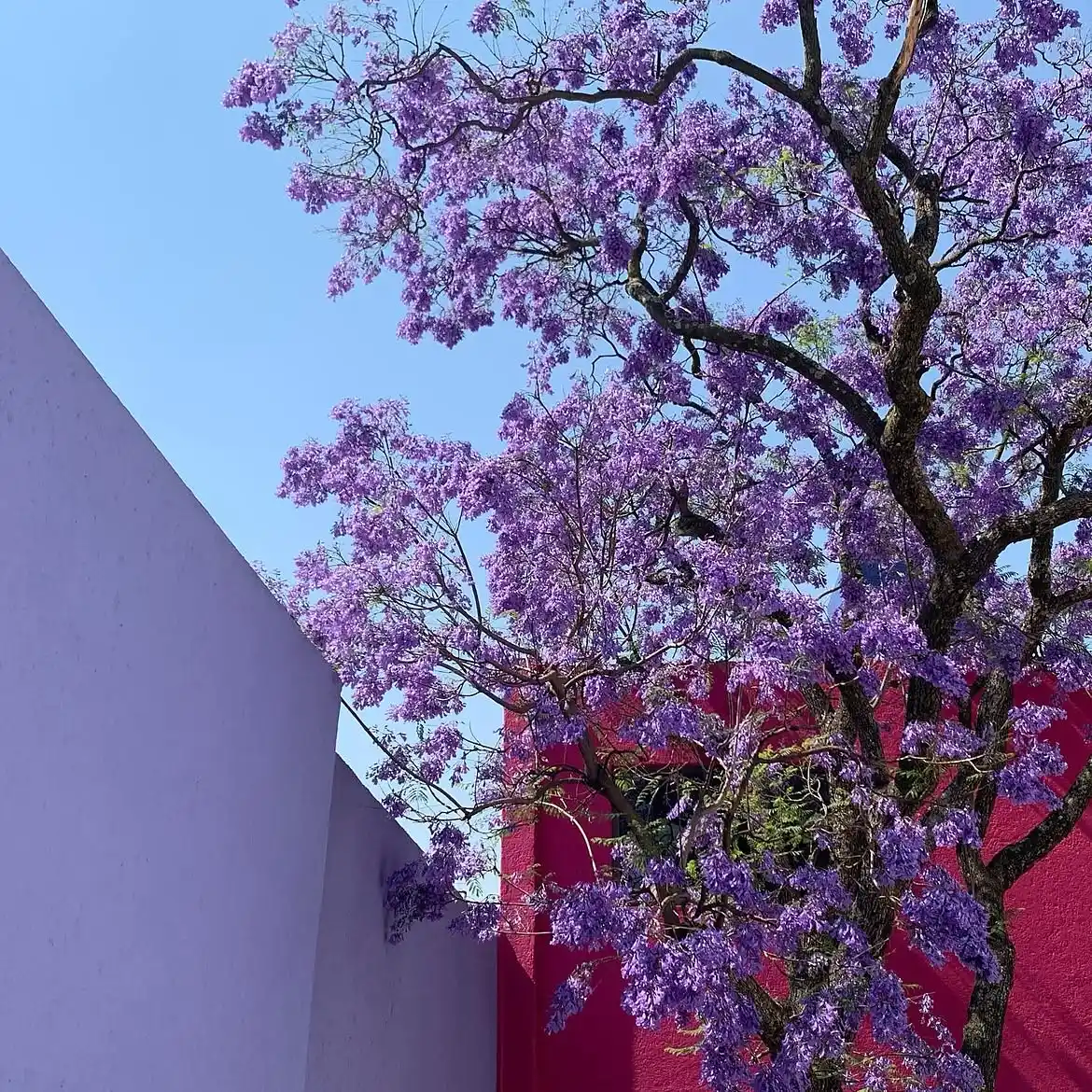 Casa Gilardi — The Cool List to Mexico City