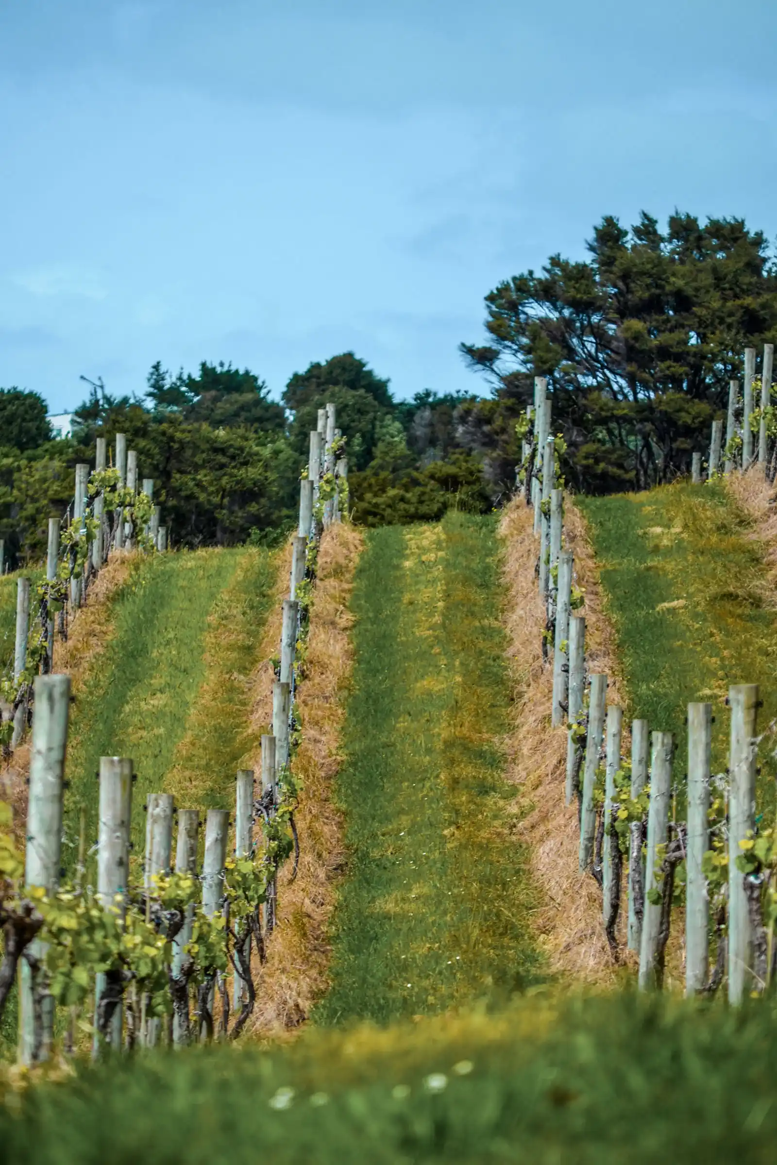 Our pick of Auckland's best vineyards 2024