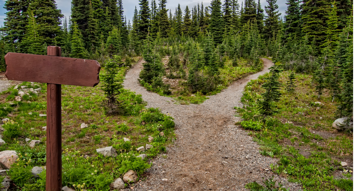 Gravel path forking into forest of evergreen trees with blank wooden sign in foreground.
