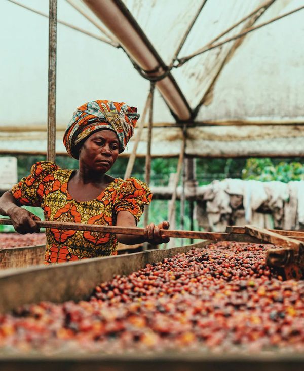 The History of Coffee: From Legend to Your Cup