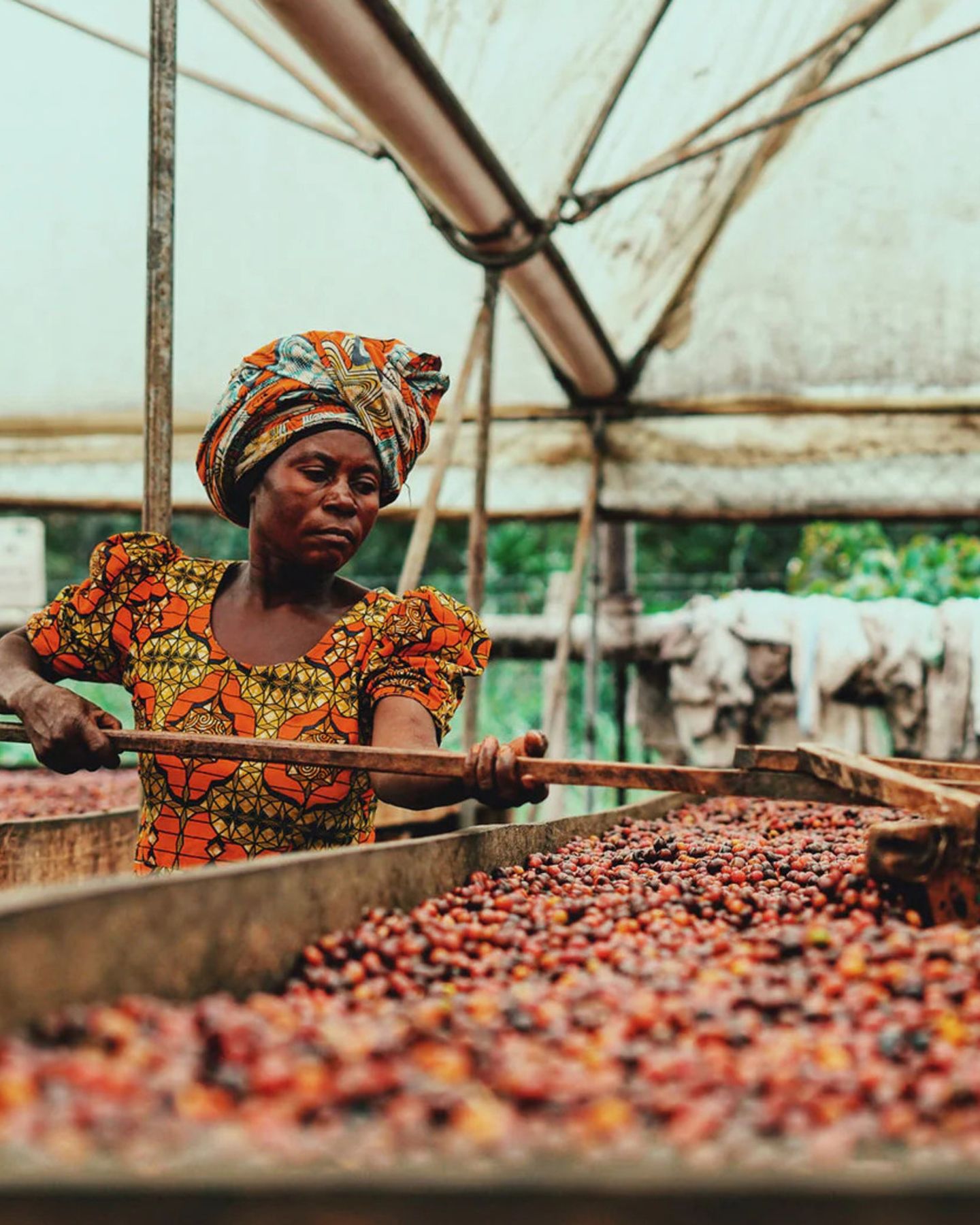 The History of Coffee: From Legend to Your Cup