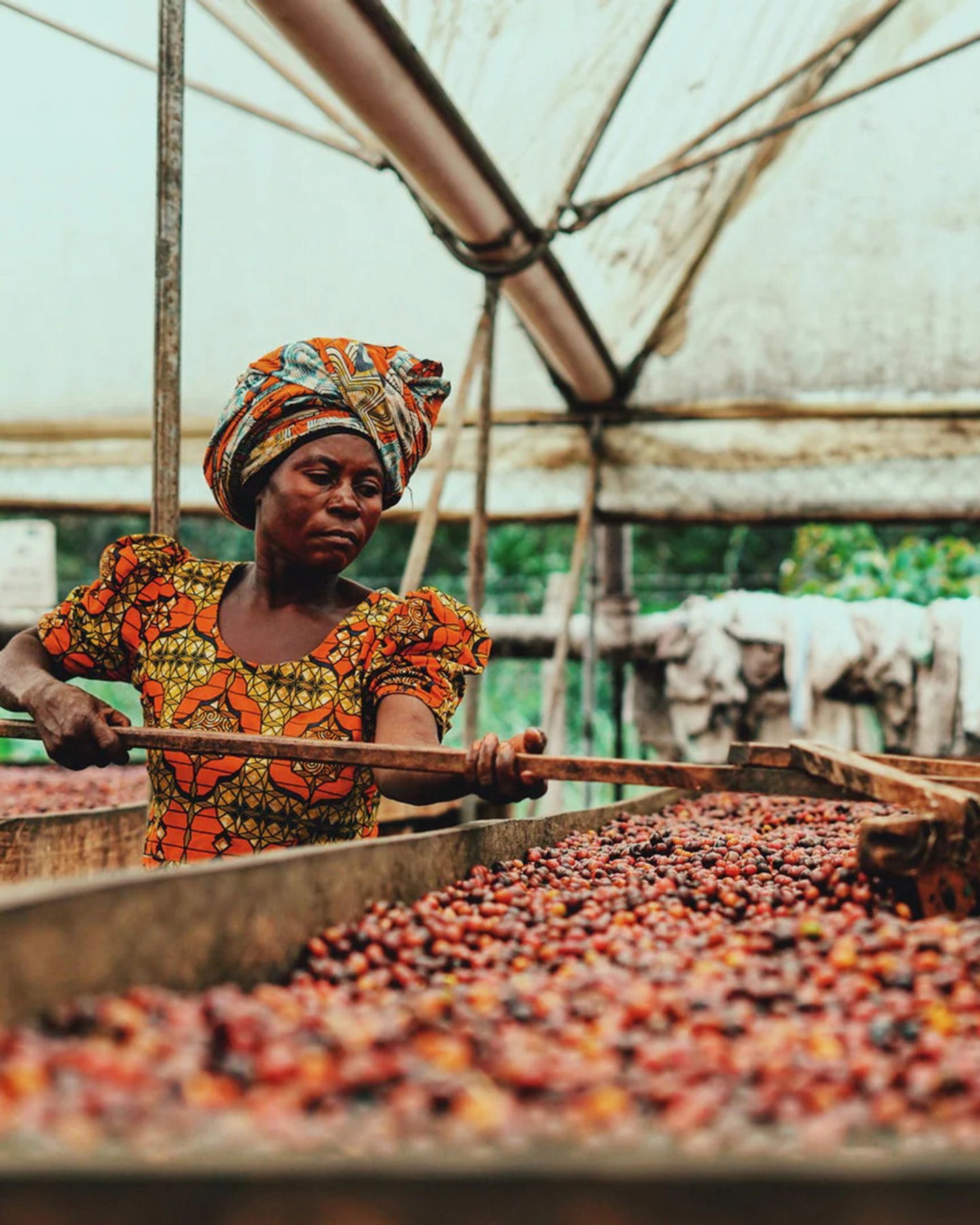 The History of Coffee: From Legend to Your Cup
