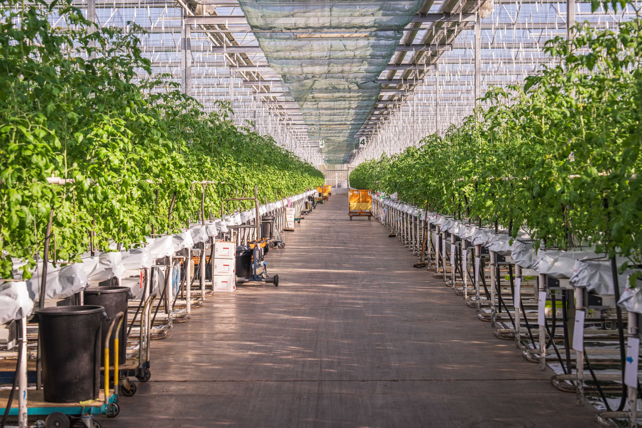 Dysfunction in the Agriculture value chain: a call to expertise!